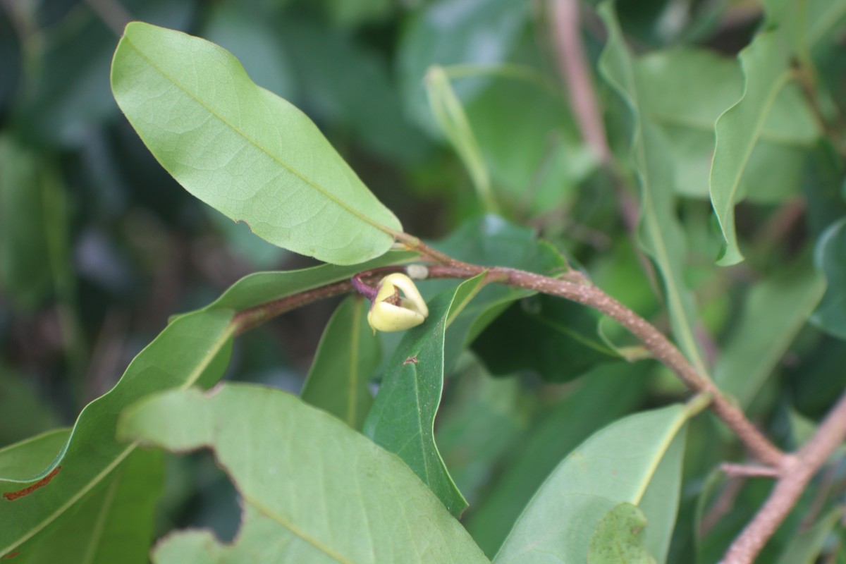 Polyalthia suberosa (Roxb.) Thwaites